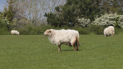 Obraz premium A white, long-wooled sheep, Ovis aries, stands bleating in a green pasture, while two other sheep graze in the background near a line of flowering trees.