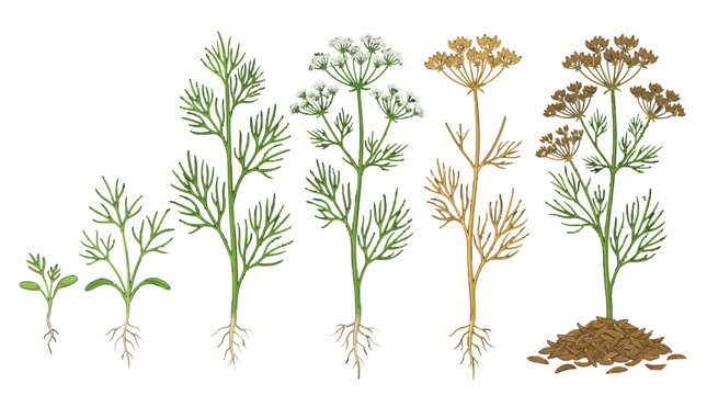 Dill Plant Growth Stages