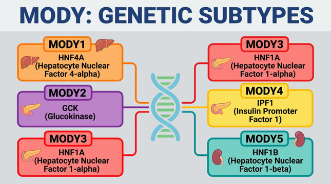 MODY Maturity Onset Diabetes of the Young Genetic Subtypes