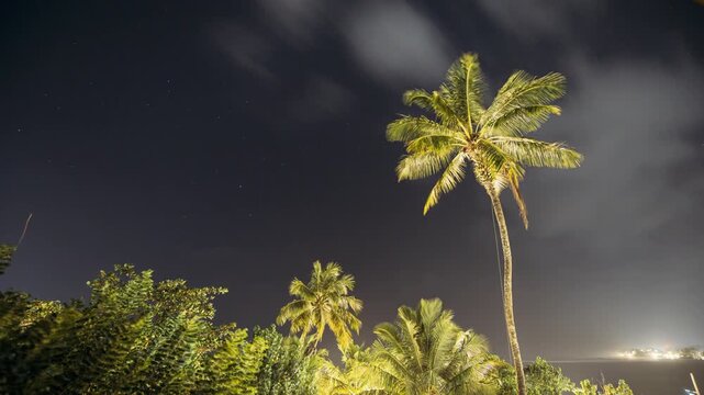 Night Sky Stars. Coconut Tree Palm On Background Of Natural Starry Sky Time Lapse. Sri Lanka night jungle vibes