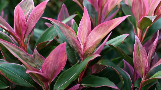 Ti plant leaves sway gently in soft sunlight during a slow camera pan revealing lush green foliage