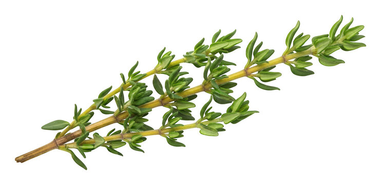Detailed fresh green thyme sprig with small leaves and woody stem for cooking, isolated transparent background image