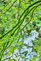 Obraz premium Moss covered tree branches and leaves beside the Radovna River at the Vintgar Gorge waterfalls and Ravines in Triglav with shallow depth of field, Triglav National Park, Bled, Slovenia, Europe