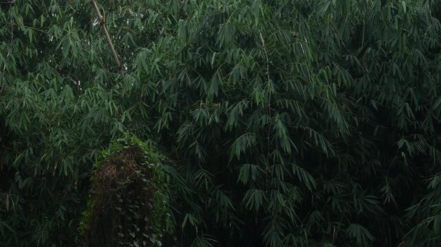 Dense green bamboo grove with overhanging branches and lush tropical foliage forming natural canopy outdoor nature background
