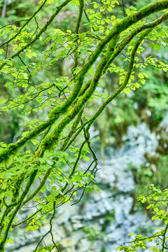 Moss covered tree branches and leaves beside the  Radovna River at the Vintgar Gorge waterfalls and Ravines in Triglav with shallow depth of field, Triglav National Park, Bled, Slovenia, Europe