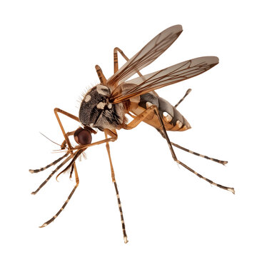 Detailed mosquito closeup showcasing delicate wings, striped legs, compound eyes, and insect anatomy isolated on clean background