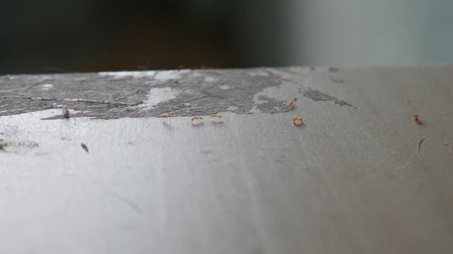 Macro closeup of tiny ants swarming on dusty floor surface near book insect pest infestation indoor concept