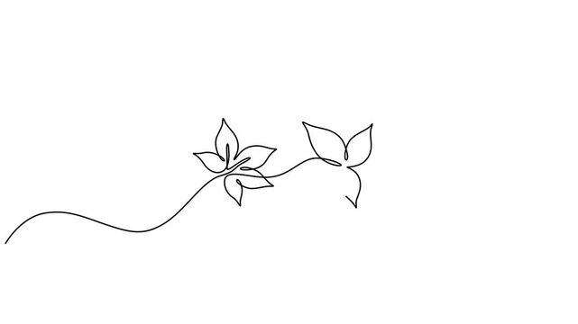 One continuous line drawing animation of falling tropic spring maple leaf, Nature protection leaf icon continuous one line art single drawing on white background minimal environment conservation symbo