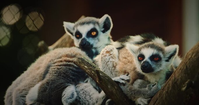 Playful Lemurs Together Amidst Tree Branches
