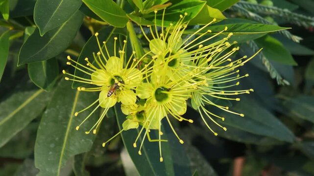 Bees swarm around  Xanthostemon chrysanthus (Golden Penda) Thai name called "Love at First Sight"