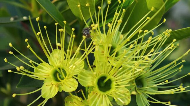 Bees swarm around  Xanthostemon chrysanthus (Golden Penda) Thai name called "Love at First Sight"