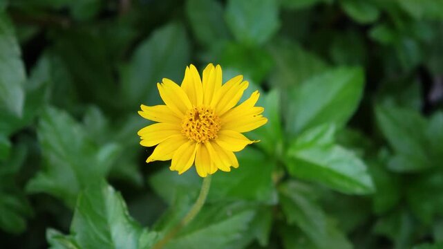  Wedelia trilobata ,  golden button flower 
