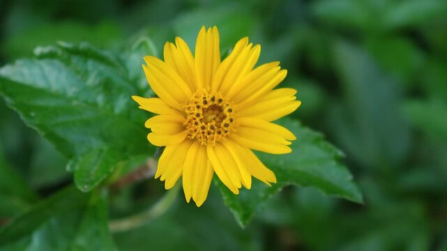  Wedelia trilobata ,  golden button flower 