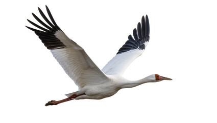 Fototapeta premium Graceful white crane with black wingtips in flight, isolated on transparent background