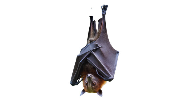 Frugivorous bat hanging upside down, isolated on transparent background