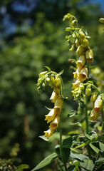 Elegant yellow foxglove flowers (Digitalis grandiflora) illuminated by sunlight with a soft green forest background in the Bükk Mountains of Hungary. © Tibor