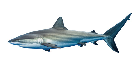 Fototapeta premium Sleek grey shark with blue fins, swimming gracefully isolated on transparent background