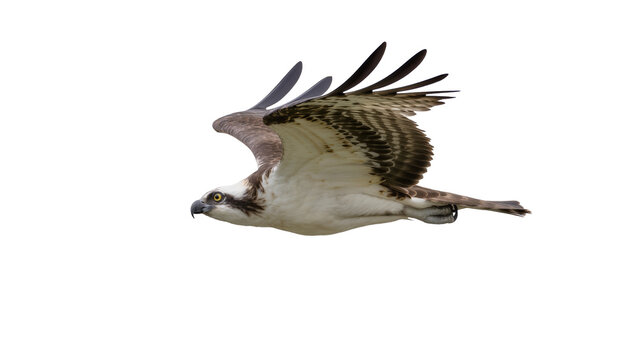 Osprey bird with brown and white feathers in flight, isolated on transparent background