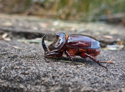 Male European rhinoceros beetle (Oryctes nasicornis) walking across a forest trail. Close-up wildlife photograph showing the characteristic horn and glossy dark exoskeleton.
