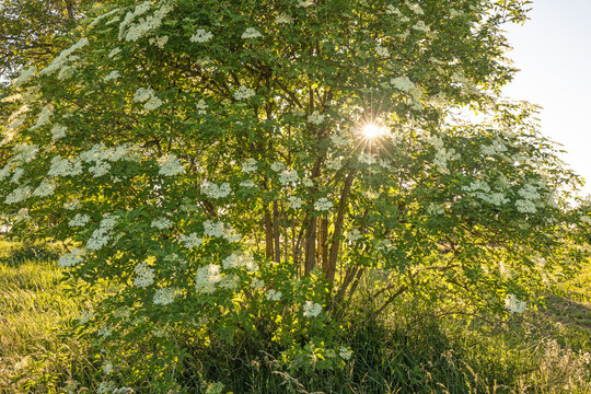 Blooming elderberry bush with white elderflowers illuminated by a bright sunburst star flare during warm golden hour. Swabian Alb, Germany.