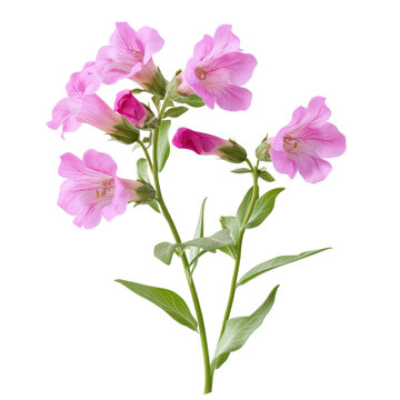 Graceful pink clarkia flower stem with delicate petals and vibrant green leaves isolated on white background