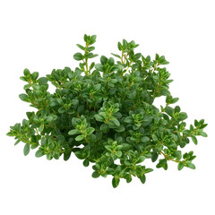 Obraz premium Lush green thyme plant with detailed leaves and stems isolated on white background