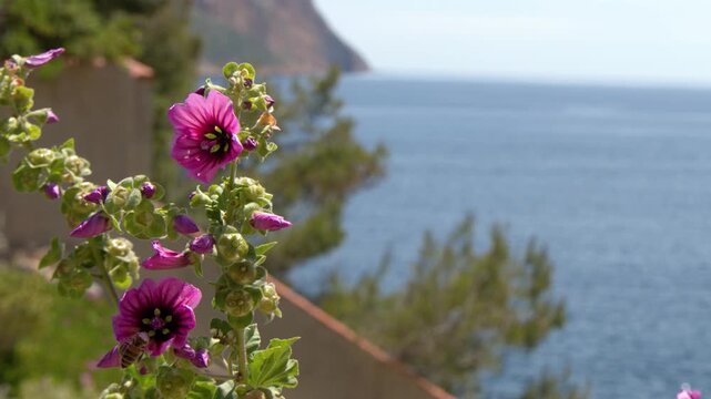 Pink Mallow Flowers Swaying on a Sunny Mediterranean Coastline
