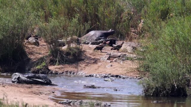 Two large Nile crocodiles fight in water by bloated hippo carcass