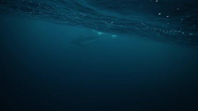 Orcas swimming beneath Arctic ocean surface in deep blue water off Norway coastline