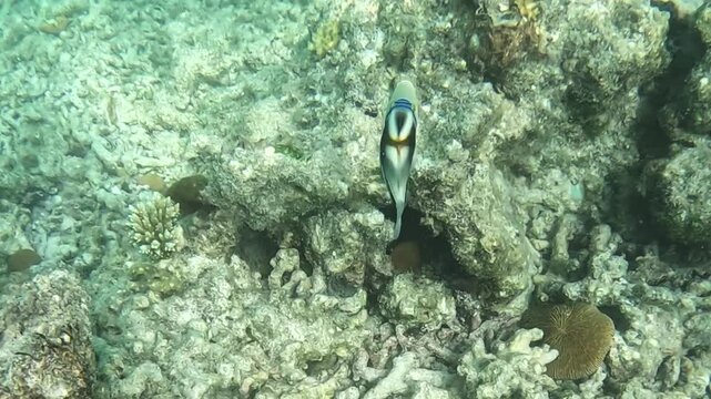 Colorful Picasso triggerfish, Rhinecanthus aculeatus swims near seabed. Clear waters of Maldives enhance vibrant marine life 