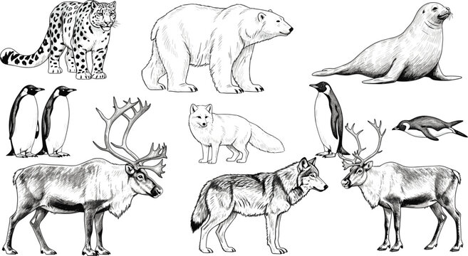 Arctic and Antarctic Wild Animal Vector Illustration Set Featuring Polar Bear, Reindeer, Penguins, Wolf, Seal, Snow Leopard, and Fox