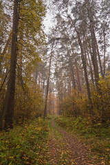 Obraz premium Forest path in autumn through tall pines and maple trees with golden yellow foliage. Natural beauty and tranquility perfect for background image and travel concept. Golden autumn.