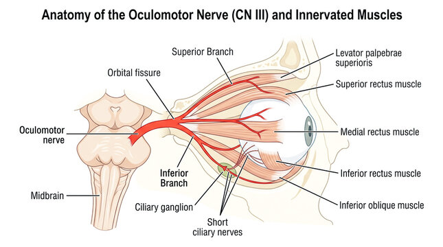 Detailed anatomical of the oculomotor nerve and innervated eye muscles with ciliary ganglion labels