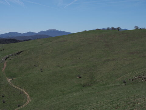monte