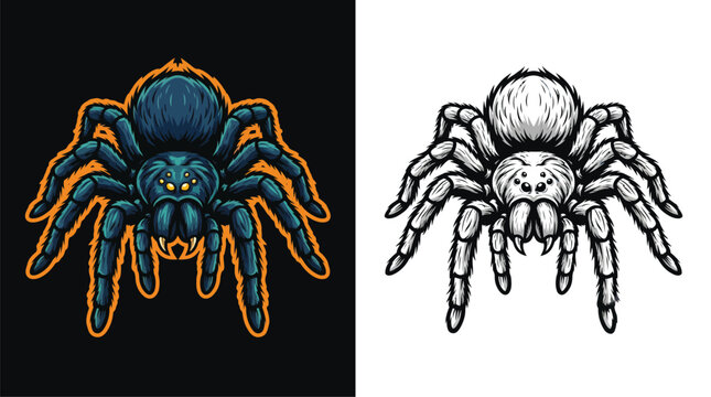 A striking illustration of a tarantula spider, presented in both a vibrant, stylized version and a detailed, monochromatic sketch.