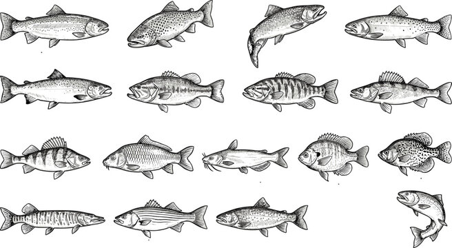 Detailed Hand Drawn Freshwater Fish Vector Set Featuring Bass Trout Salmon Carp Perch and Catfish Vintage Engraving Etching Style Illustrations for Anglers