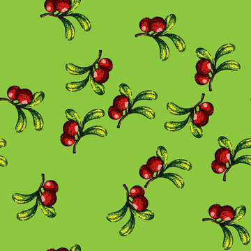 pattern cranberry cowberry red hand drawn. fruit berry, wild lingonberry, bearberry above, berry overhead, collection dessert cranberry cowberry red vector sketch illustration