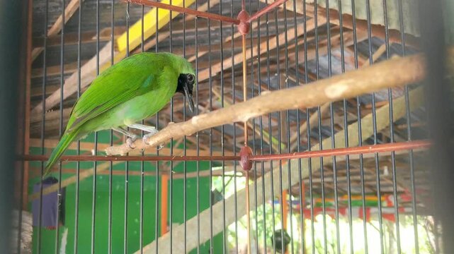 A green parrot perched on a branch inside a cage.