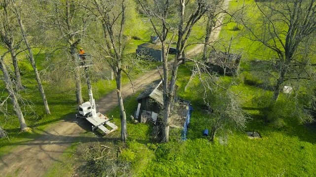 Aerial view of a professional tree surgeon in a crane basket cutting down tree branches with a chainsaw, demonstrating professional tree care and maintenance services in a rural garden setting