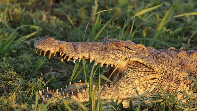 Portrait of a Nile crocodile (Crocodylus niloticus) with open jaws, Kruger National Park, South Africa