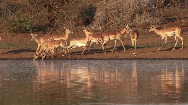 Herd of alert impala antelopes (Aepyceros melampus) at a waterhole, Kruger National Park, South Africa