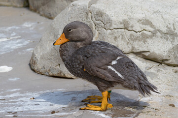 canard tranquille  © Julien DEHAZE