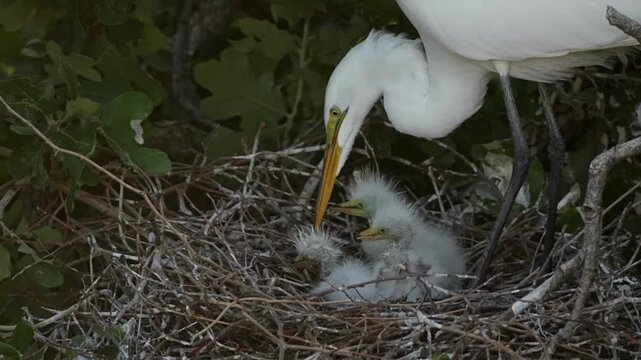 Three cute little great egret chicks are begging parent for food in the nest spring time