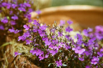 laguna ultraviolet flowers © Carlos