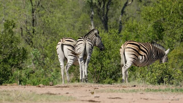 Plains zebras (Equus burchelli) in natural habitat, Kruger National Park, South Africa