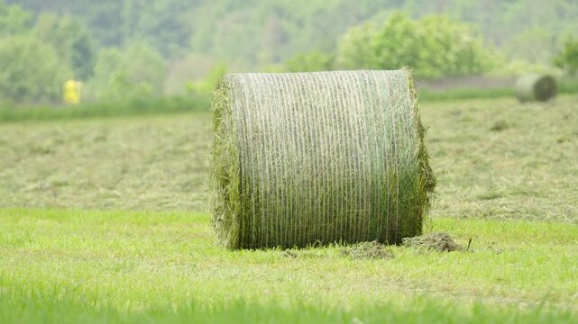 Baling hay with round baler in agricultural field for silage production and forage harvesting