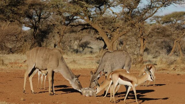 Springbok and kudu antelopes licking a salt block during the dry season, South Africa