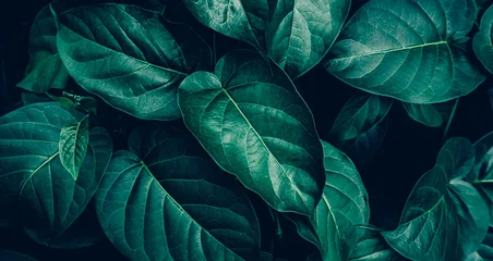 abstract tropical leaf textures on dark tone, natural green background © Nabodin