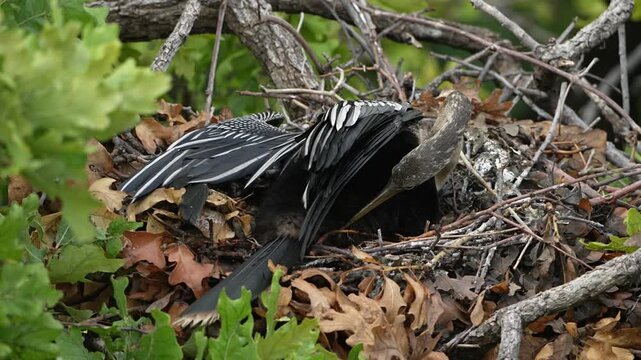 Anhinga is hatching eggs in the nest