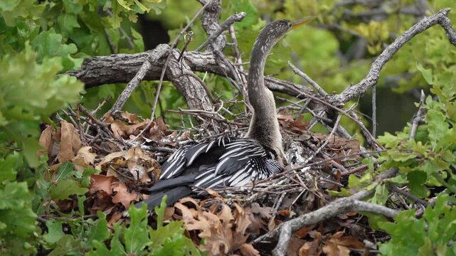 Anhinga is hatching eggs in the nest